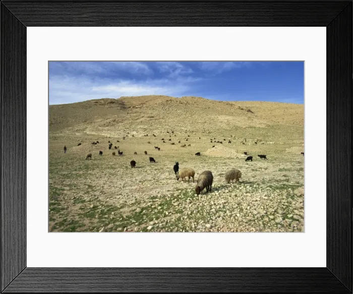 Framed Print : Sheep grazing in agricultural landscape near Shiraz Framed Print : Sheep grazing in agricultural landscape near Shiraz