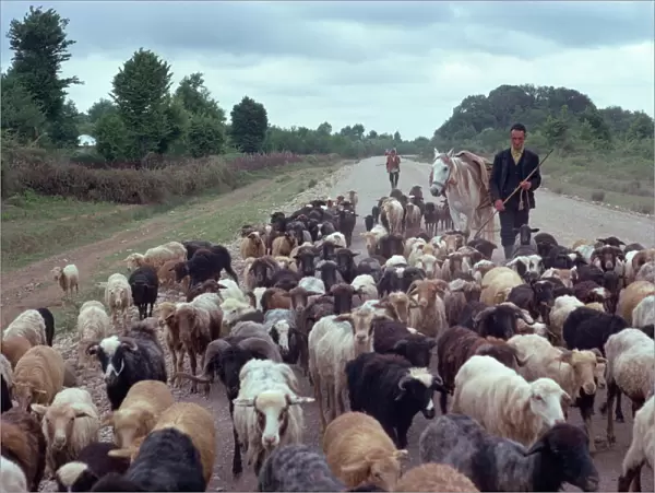 Shepherd herding sheep