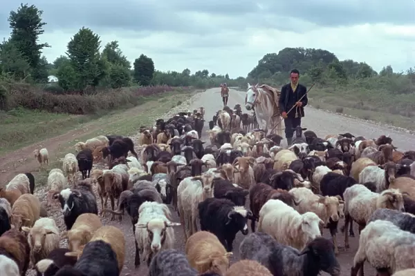 Shepherd herding sheep