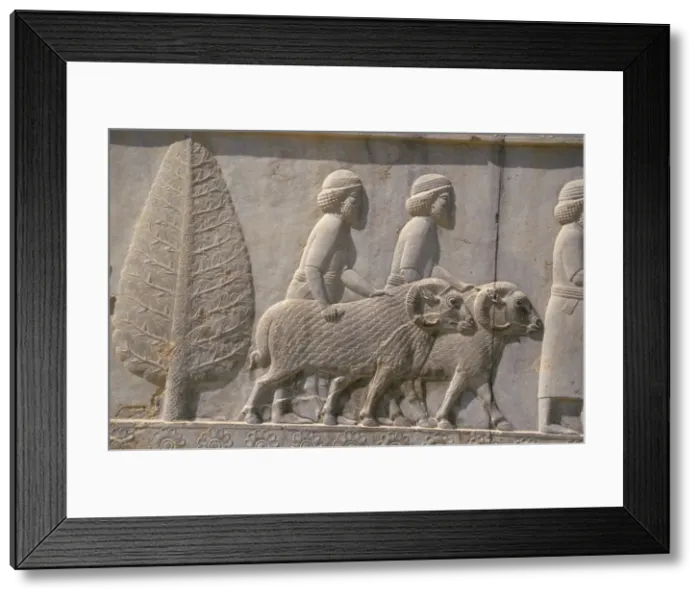 Framed Print : Carved reliefs of rams from Asia Minor on the Apadana Framed Print : Carved reliefs of rams from Asia Minor on the Apadana