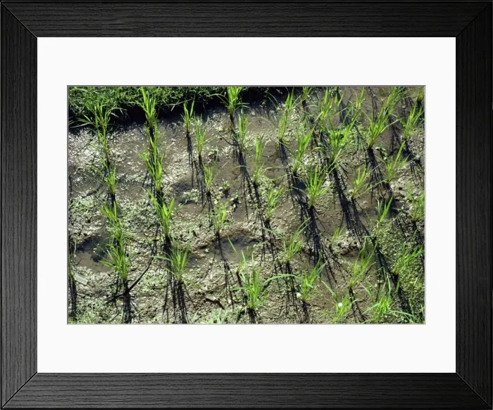 Framed Print : Young rice plants Framed Print : Young rice plants