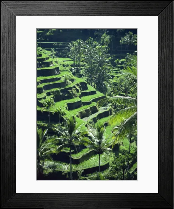 Framed Print : Rice terraces Framed Print : Rice terraces