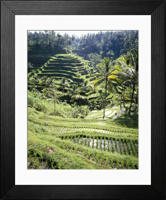 Framed Print : Terraced rice fields