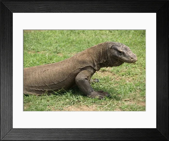 Framed Print : Komodo Dragon Framed Print : Komodo Dragon