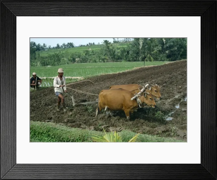 Framed Print : Man ploughing a field with two bullocks on Bali