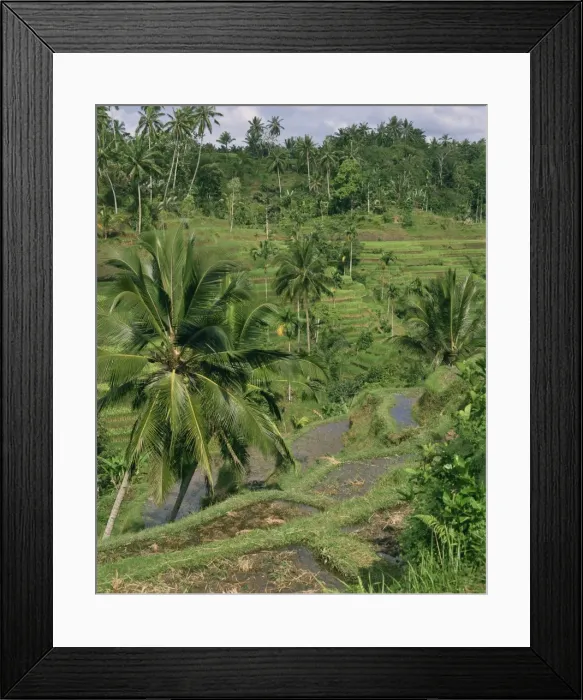 Framed Print : Landscape of palm trees and rice terraces on Bali Framed Print : Landscape of palm trees and rice terraces on Bali
