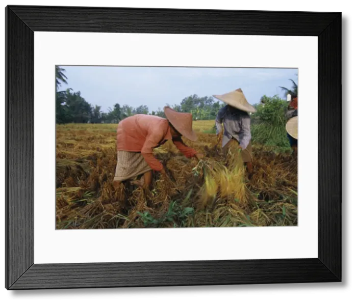 Framed Print : Harvesting rice Framed Print : Harvesting rice