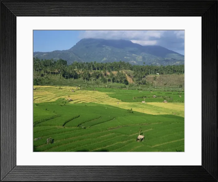 Framed Print : Landscape of rice terraces Framed Print : Landscape of rice terraces