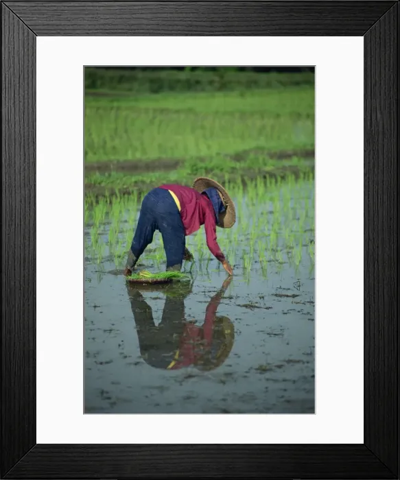 Framed Print : Woman planting out rice in a paddy field Framed Print : Woman planting out rice in a paddy field