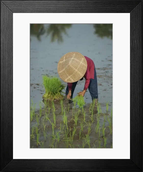 Framed Print : Woman in a straw hat planting out rice Framed Print : Woman in a straw hat planting out rice