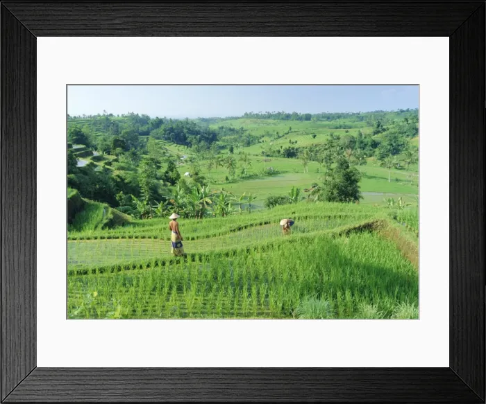 Framed Print : Rice terraces near Jatiluwih Framed Print : Rice terraces near Jatiluwih