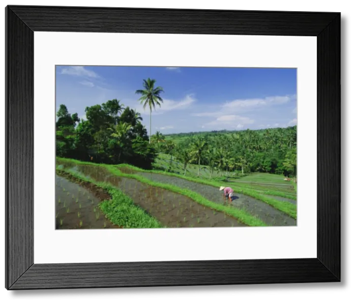 Framed Print : Planting rice Framed Print : Planting rice