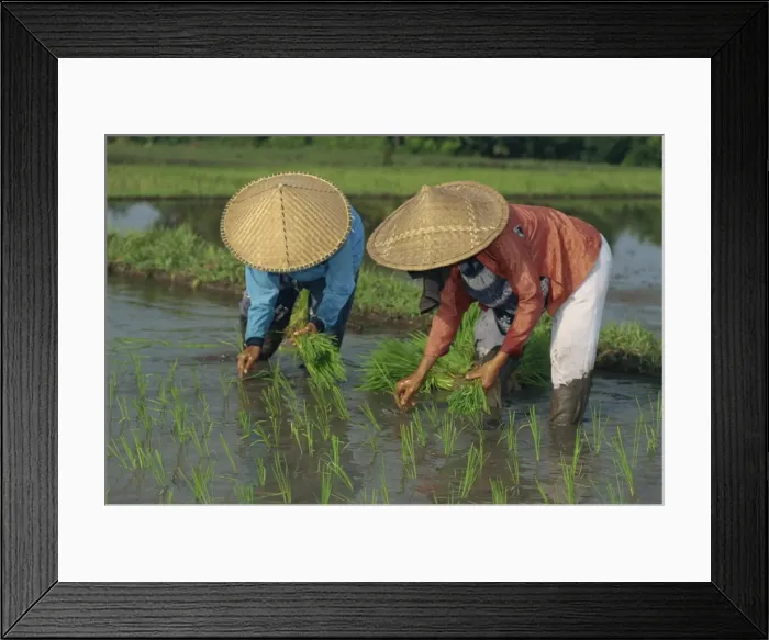 Framed Print : Two people rice planting Framed Print : Two people rice planting