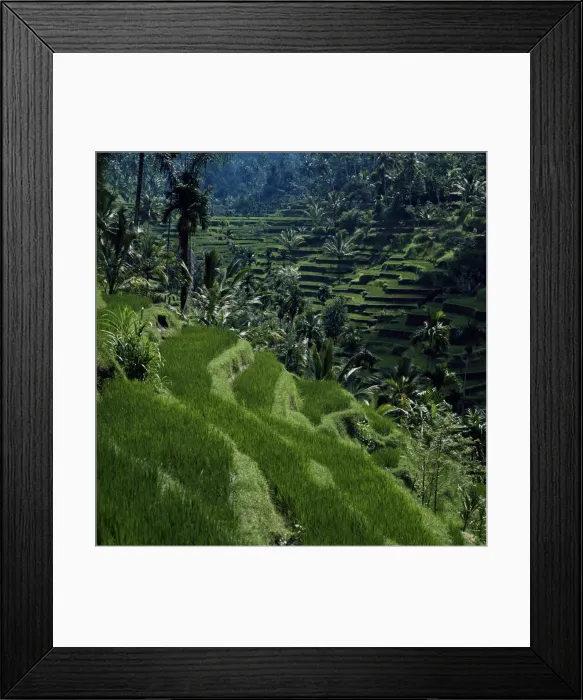 Framed Print : Terraced rice fields near Gagah Framed Print : Terraced rice fields near Gagah