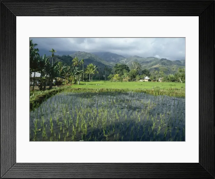 Framed Print : Rice paddy fields Framed Print : Rice paddy fields
