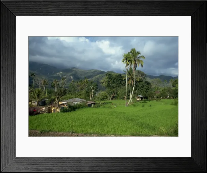 Framed Print : Rice paddies in a rural landscape at Moni Framed Print : Rice paddies in a rural landscape at Moni