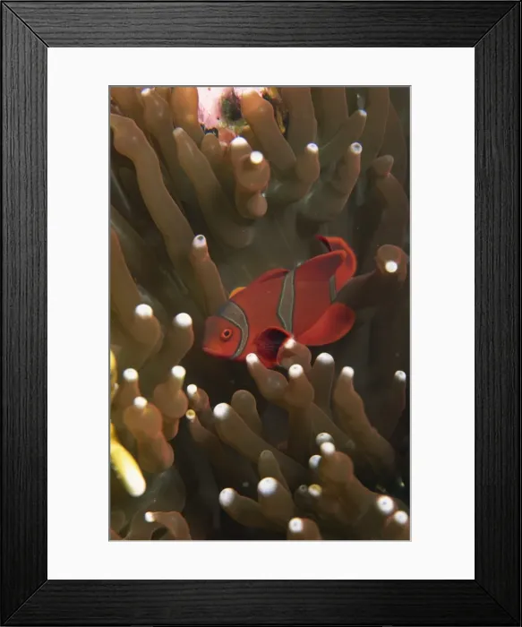 Framed Print : Clownfish taking refuge in host anemone Framed Print : Clownfish taking refuge in host anemone