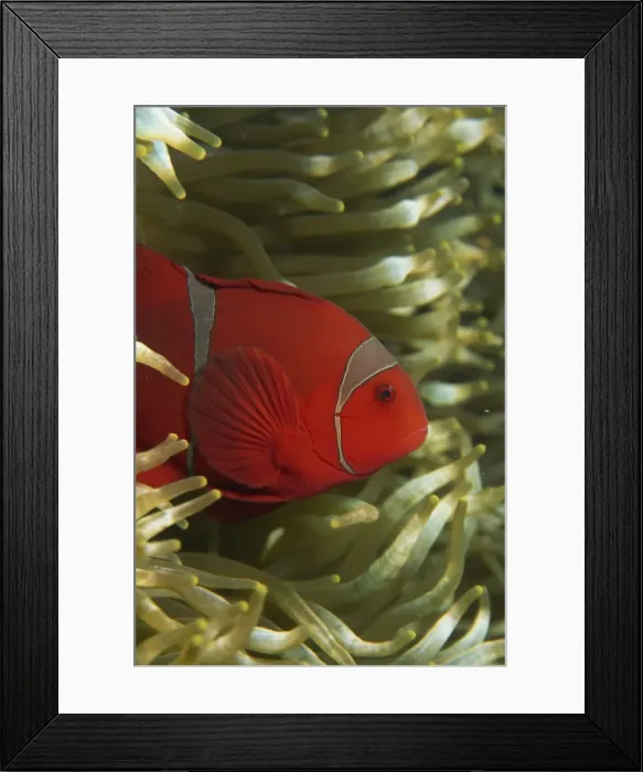 Framed Print : Clownfish taking refuge in host anemone Framed Print : Clownfish taking refuge in host anemone