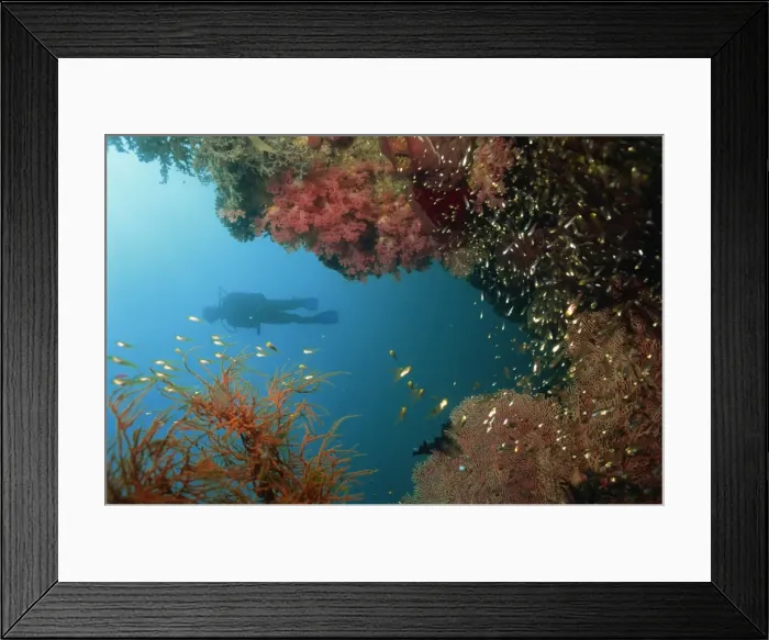 Framed Print : Silhouetted diver above reef off Saparua Island Framed Print : Silhouetted diver above reef off Saparua Island