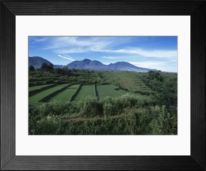 Framed Print : Rice paddies Framed Print : Rice paddies
