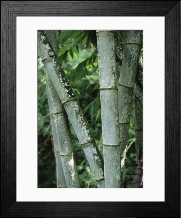 Framed Print : Close up of stems Framed Print : Close up of stems