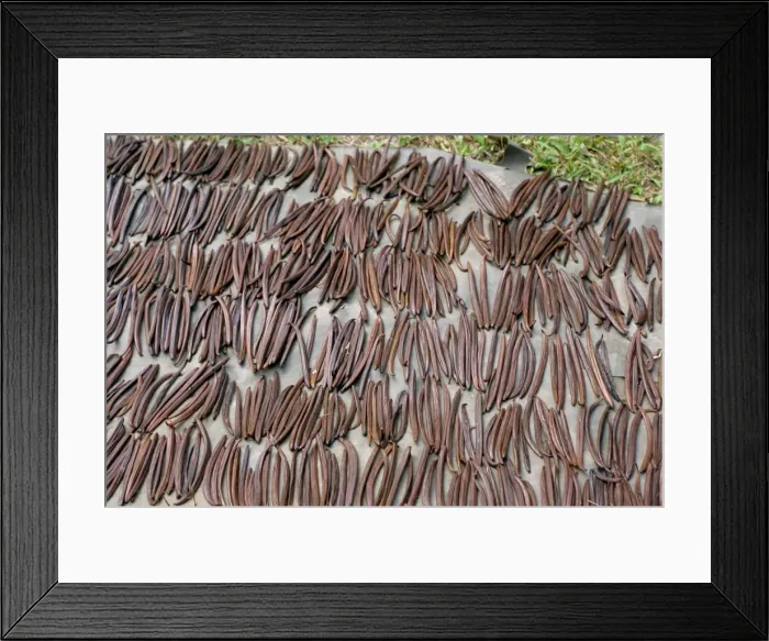 Framed Print : Vanilla pods Framed Print : Vanilla pods