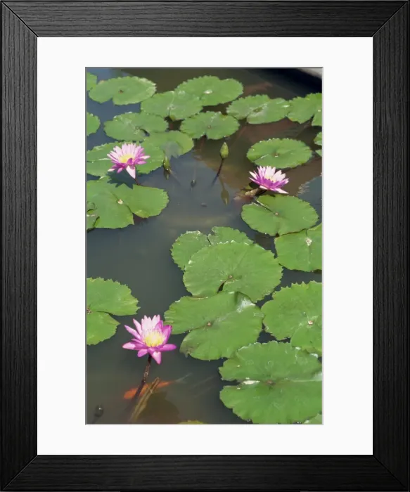 Framed Print : Jogjakarta Framed Print : Jogjakarta