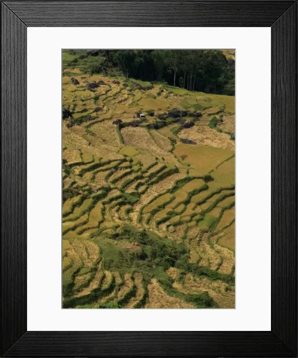 Framed Print : Aerial view over rice terraces
