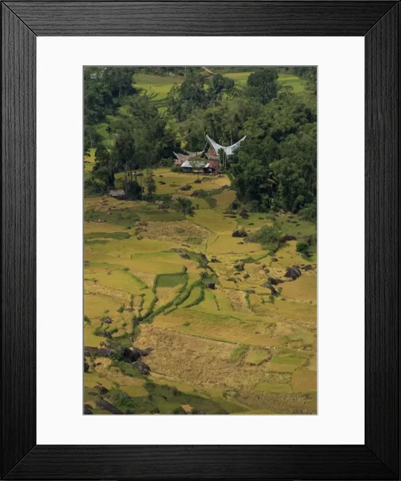 Framed Print : Aerial view over rice fields and terraces and traditional houses Framed Print : Aerial view over rice fields and terraces and traditional houses