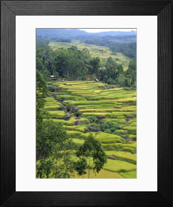 Framed Print : Fields near the highest mountain in Toraja Framed Print : Fields near the highest mountain in Toraja