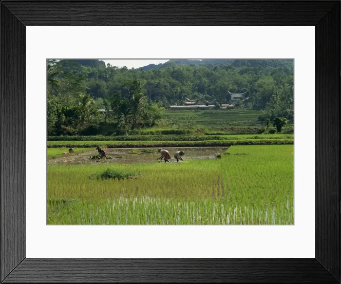 Framed Print : Agricultural landscape with people working in rice paddies Framed Print : Agricultural landscape with people working in rice paddies