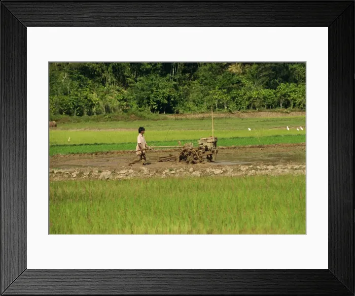 Framed Print : Ploughing paddy fields Framed Print : Ploughing paddy fields