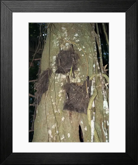 Framed Print : Grave in tree for very young infant Framed Print : Grave in tree for very young infant