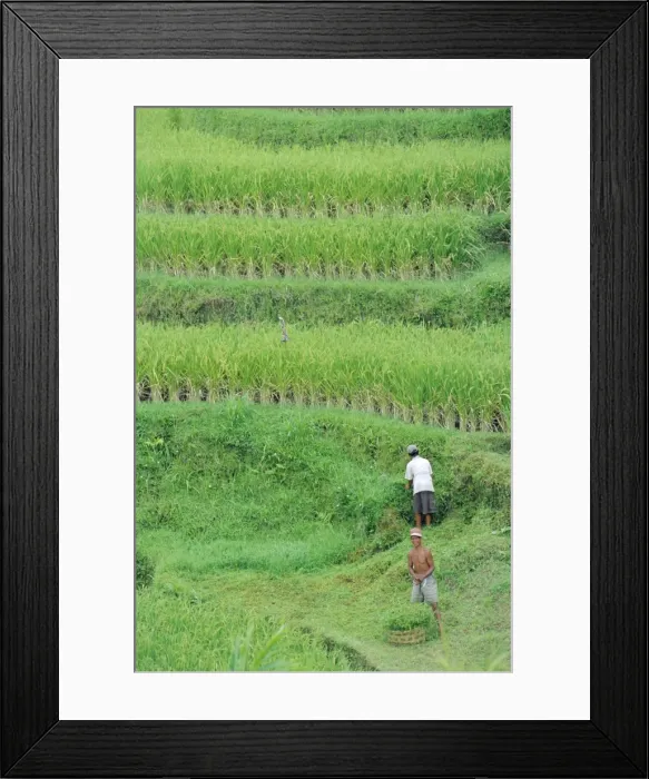 Framed Print : Rice fields Framed Print : Rice fields