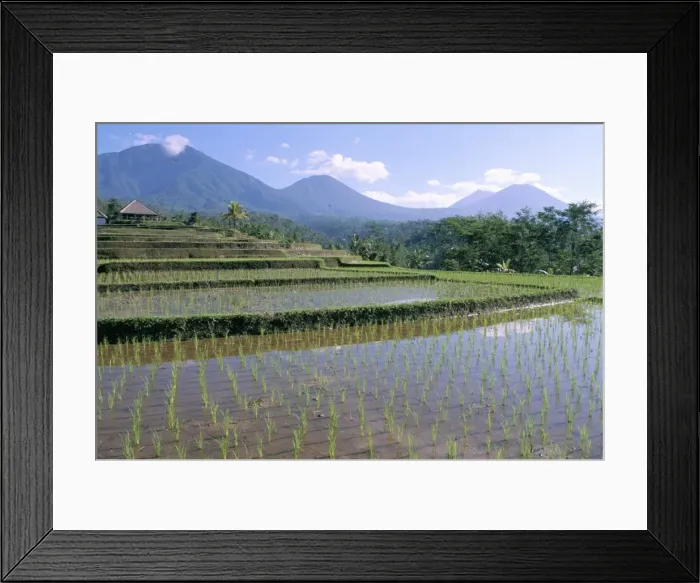 Framed Print : Rice paddy fields in centre of the island Framed Print : Rice paddy fields in centre of the island