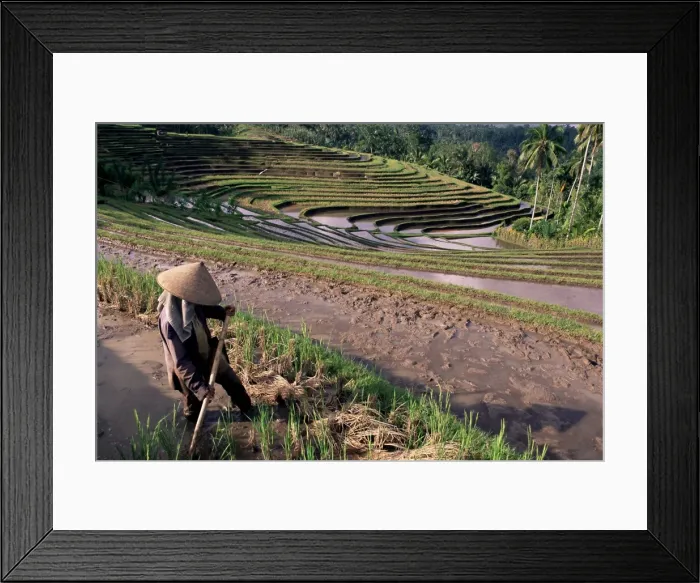 Framed Print : Farmer working in rice terraces Framed Print : Farmer working in rice terraces