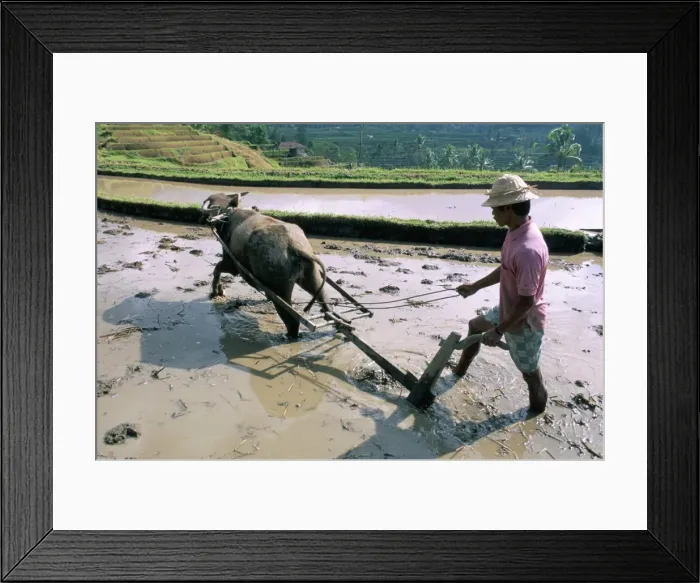 Framed Print : Farmer ploughing flooded rice field Framed Print : Farmer ploughing flooded rice field