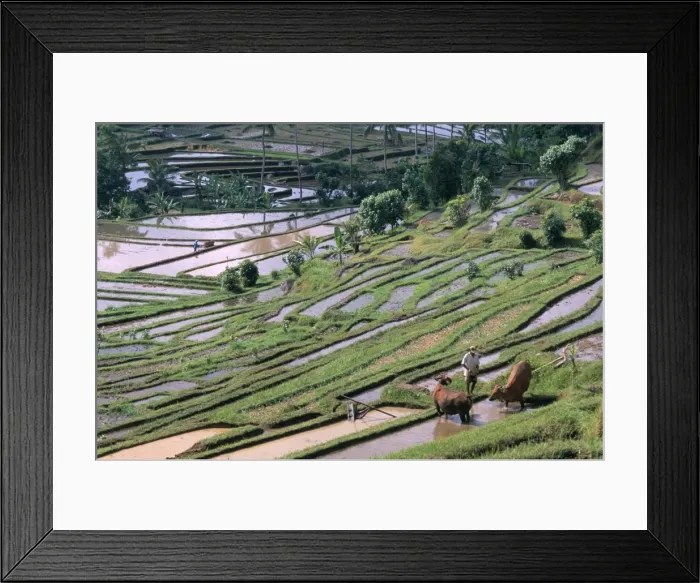 Framed Print : Rice terraces in centre of the island Framed Print : Rice terraces in centre of the island