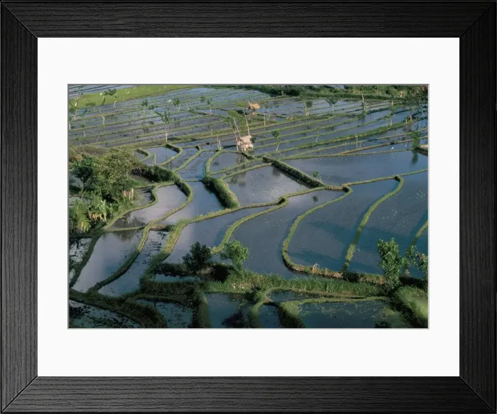 Framed Print : Rice terraces Framed Print : Rice terraces