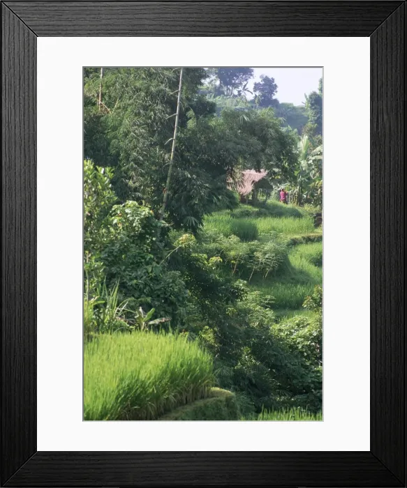 Framed Print : Rice terraces of Sati Luwih Framed Print : Rice terraces of Sati Luwih