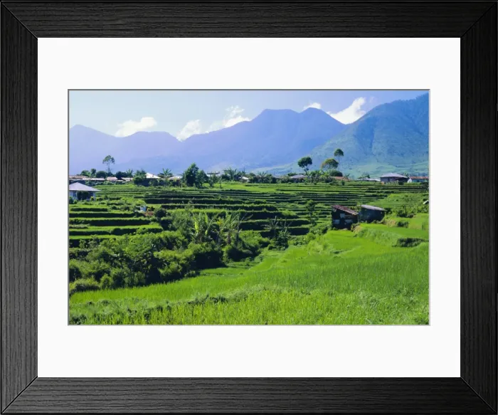 Framed Print : Rice terraces in the rice and coffee growing heart of western Flores Framed Print : Rice terraces in the rice and coffee growing heart of western Flores