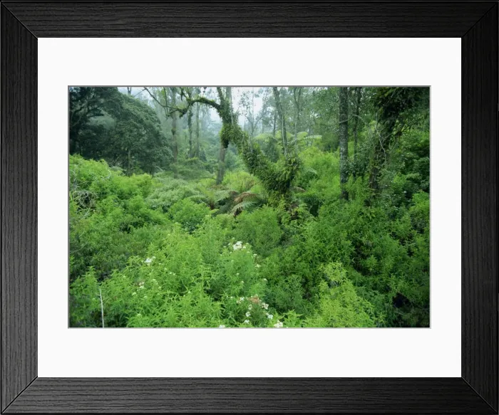 Framed Print : Lush forest growing on the fertile volcanic slopes Framed Print : Lush forest growing on the fertile volcanic slopes