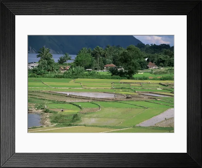 Framed Print : Paddy fields at Tuk Tuk Framed Print : Paddy fields at Tuk Tuk