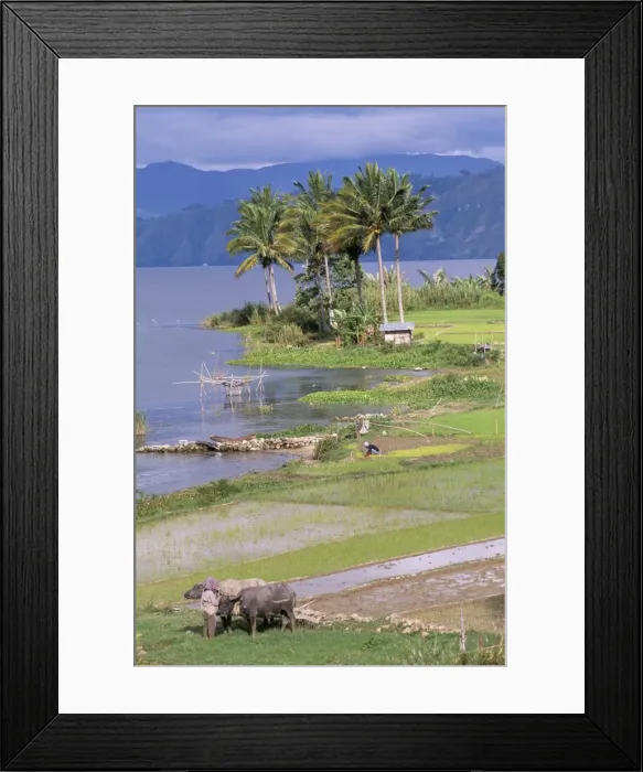 Framed Print : Paddy fields at Tuk Tuk on Samosir Island in Lake Toba