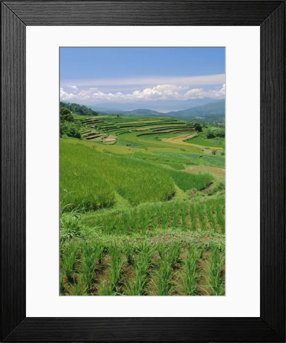 Framed Print : Rice terraces of the Minangkabau