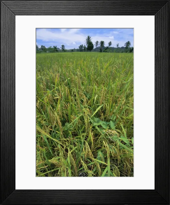 Framed Print : Rice growing in paddy field Framed Print : Rice growing in paddy field