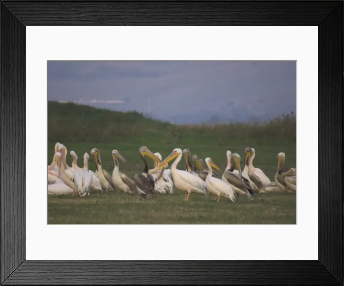 Framed Print : Group of pelicans resting on the ground at dusk Framed Print : Group of pelicans resting on the ground at dusk