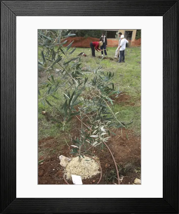 Framed Print : Newly planted young olive tree Framed Print : Newly planted young olive tree