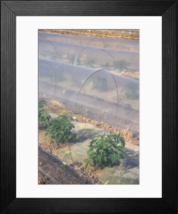 Framed Print : Watermelon growing in sandy soil under plastic sheets Framed Print : Watermelon growing in sandy soil under plastic sheets