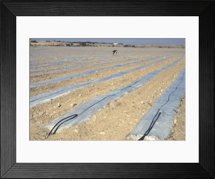 Framed Print : Field of sandy soil with rows of plastic sheets under Framed Print : Field of sandy soil with rows of plastic sheets under